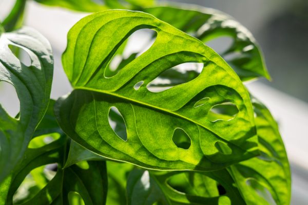 Monstera adansonii : le guide complet pour réussir sa culture en intérieur